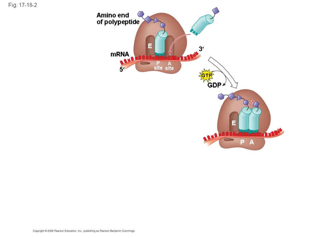 Fig. 17-18-2 Amino end of polypeptide mRNA 5 3 E P site A site